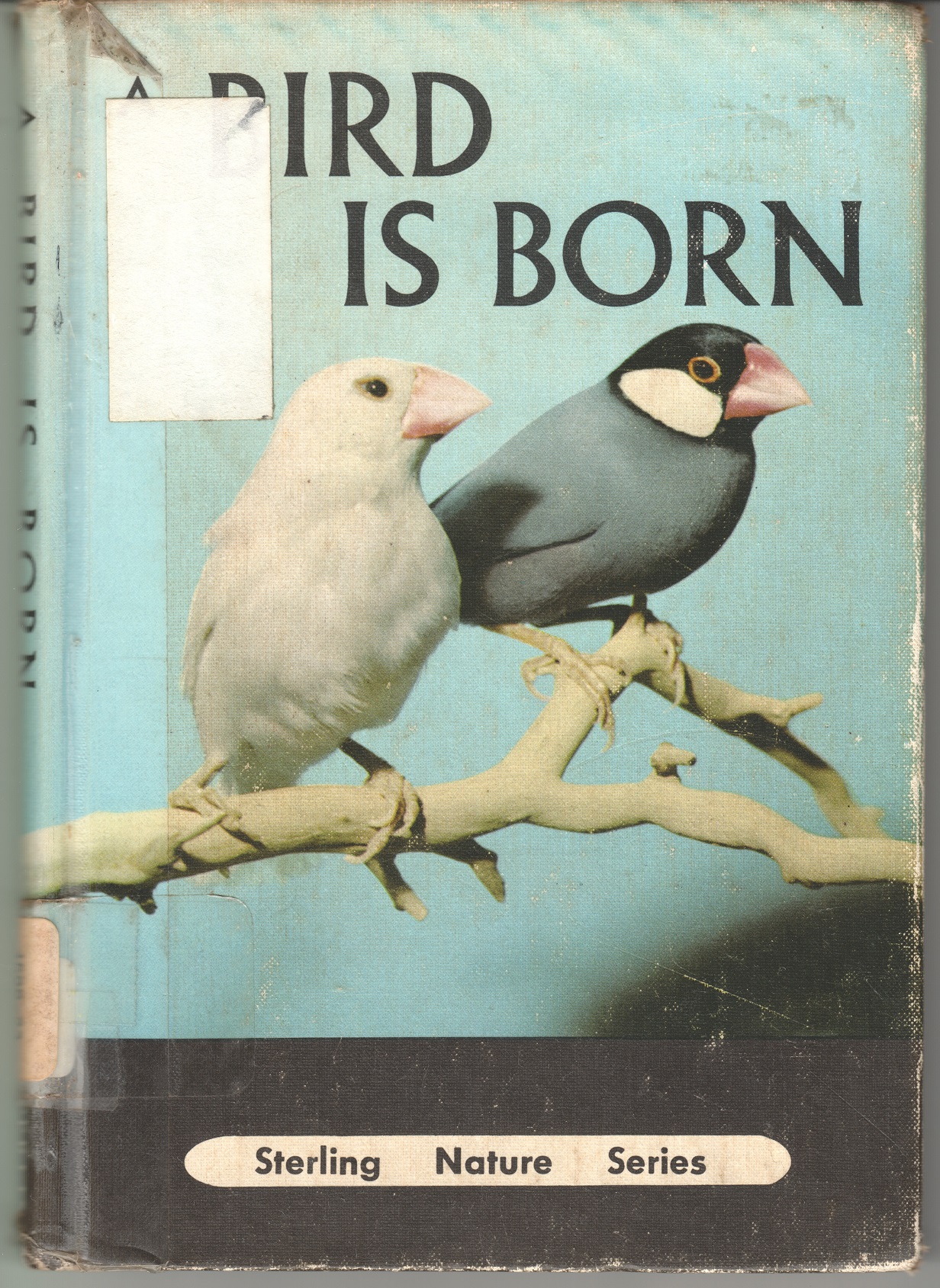 A Bird Is Born