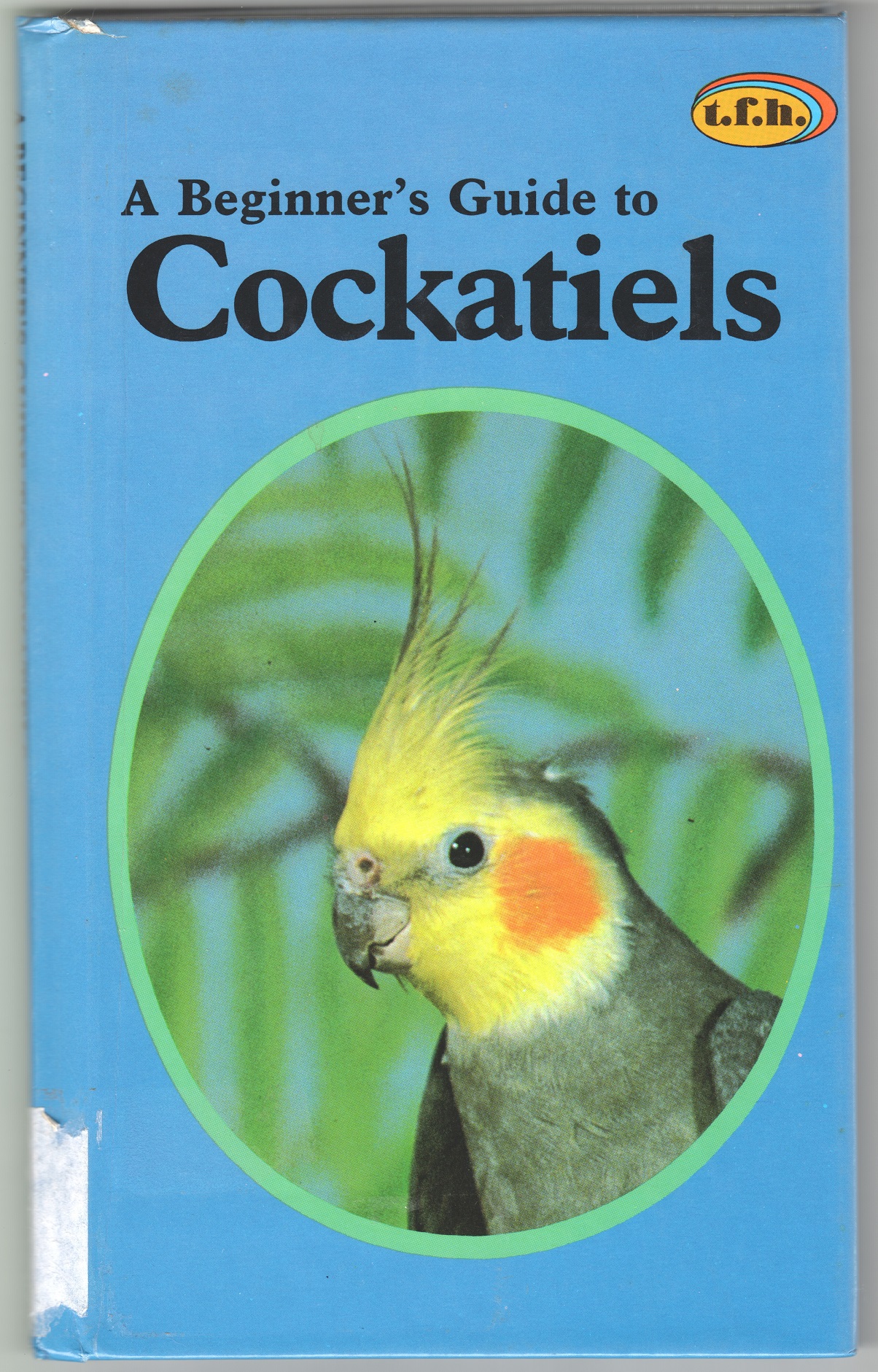 A Beginner's Guide to Cockatiels