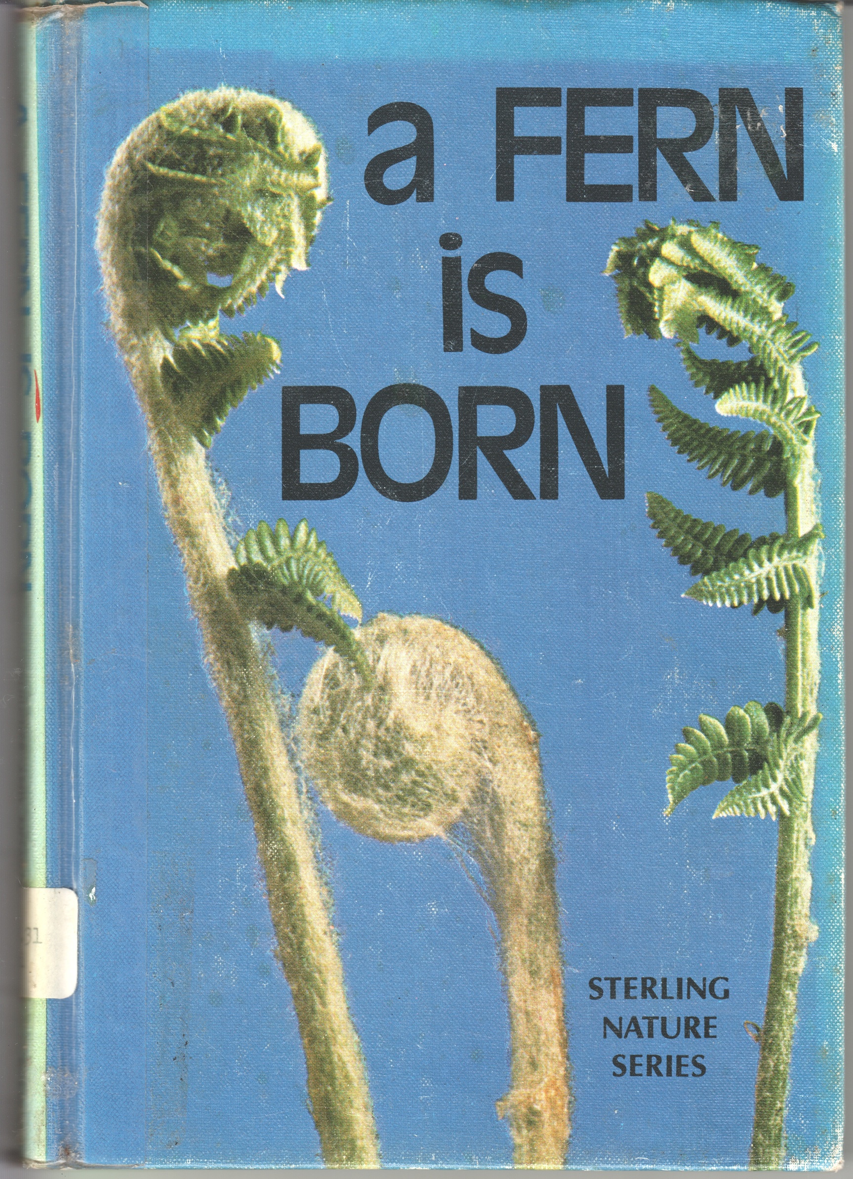 a Fern is Born