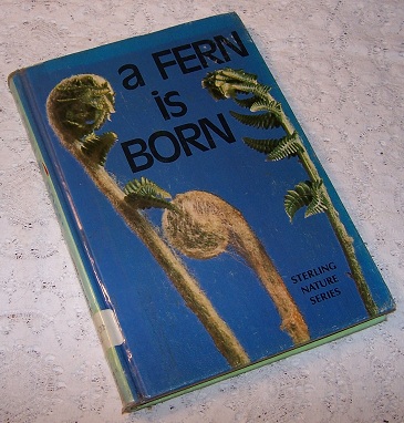 Image for a Fern is Born
