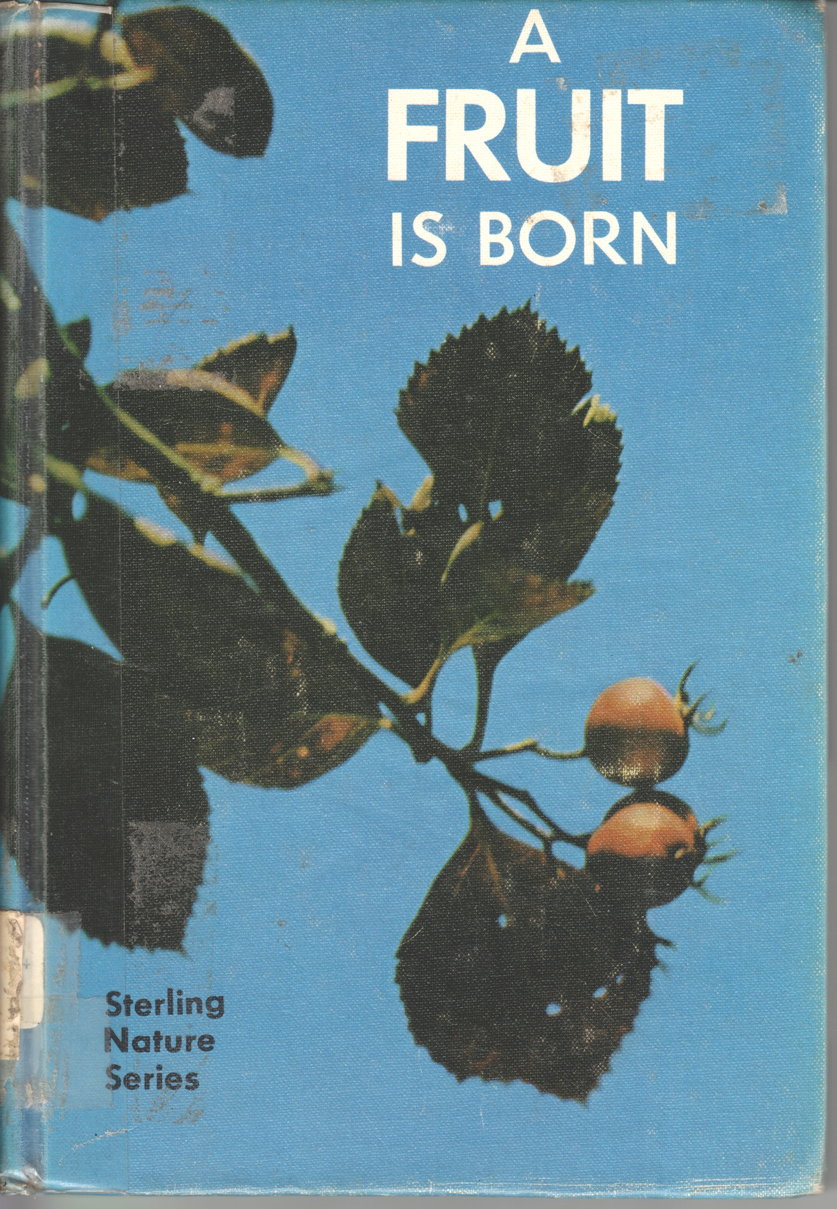 A Fruit Is Born