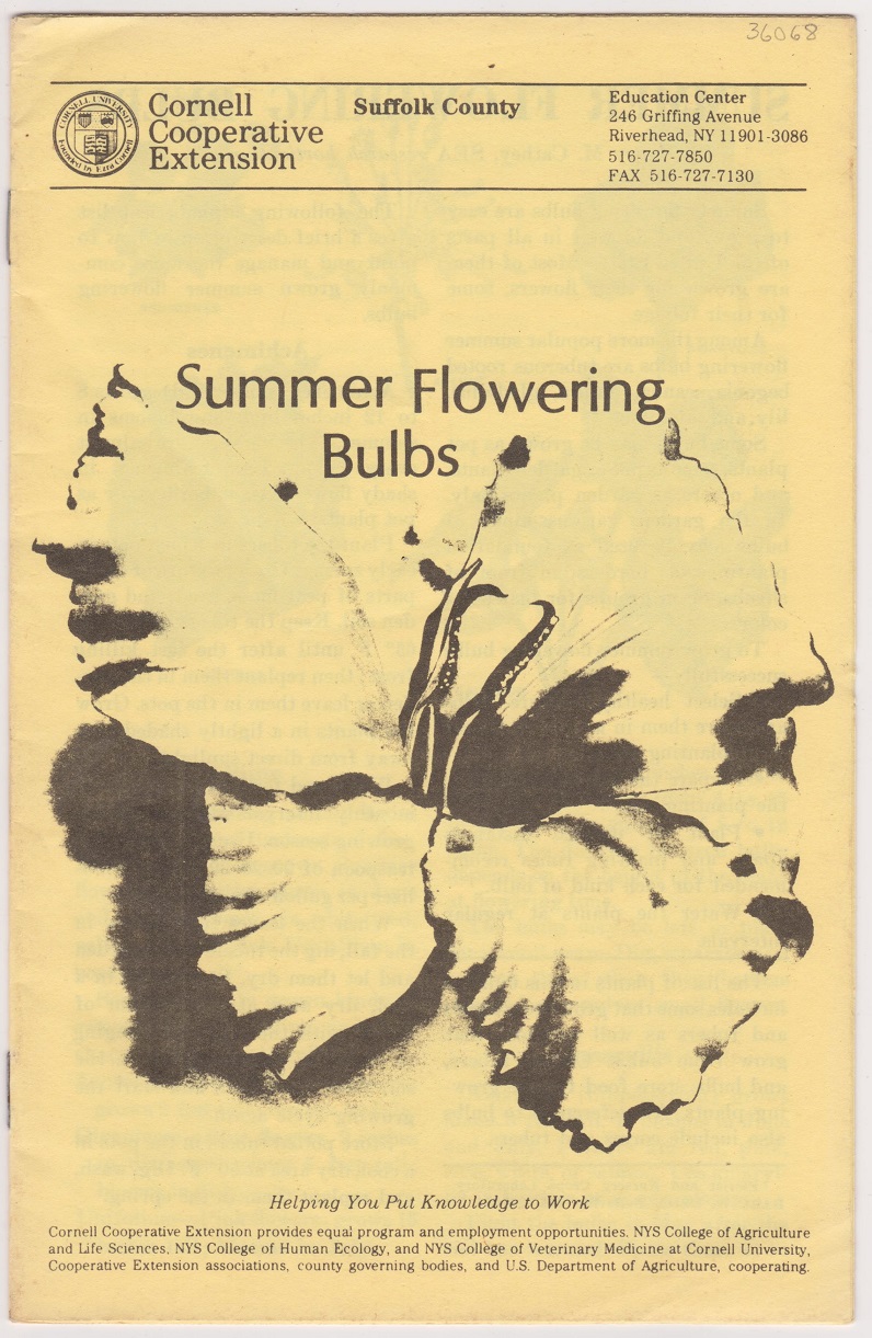 Summer Flowering Bulbs Image for Summer Flowering Bulbs