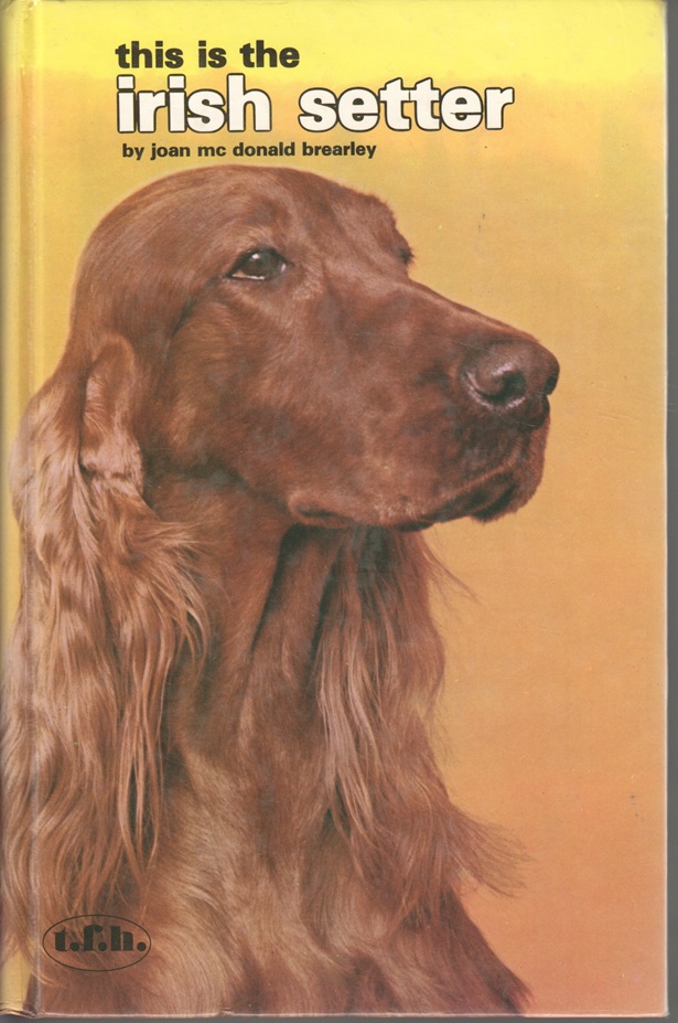 This is the Irish Setter