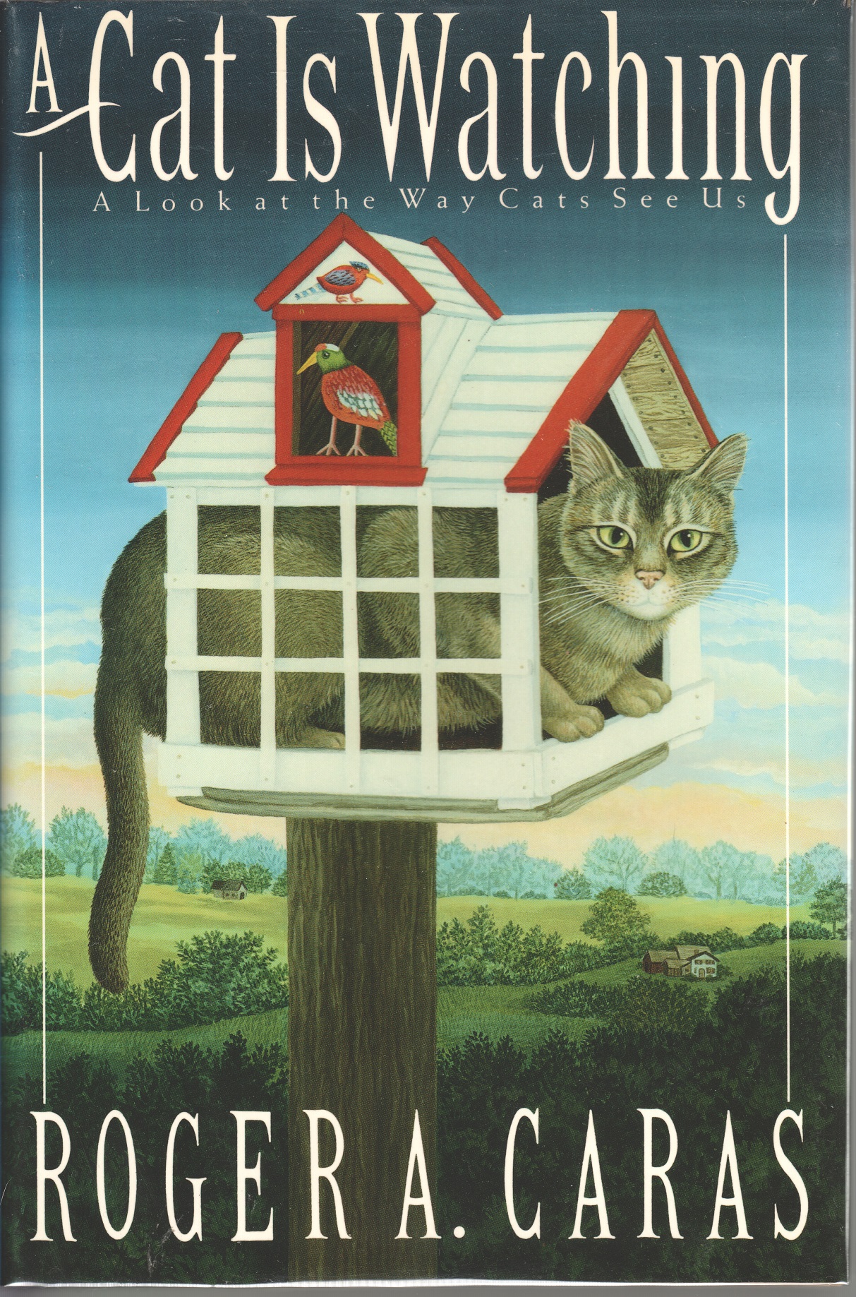 A Cat Is Watching, A look at the way cats see us