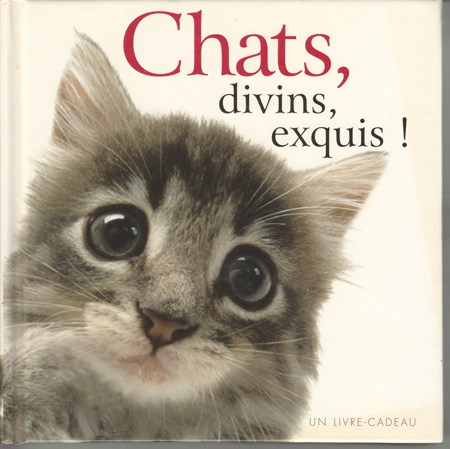 Chats, divins, exquis !