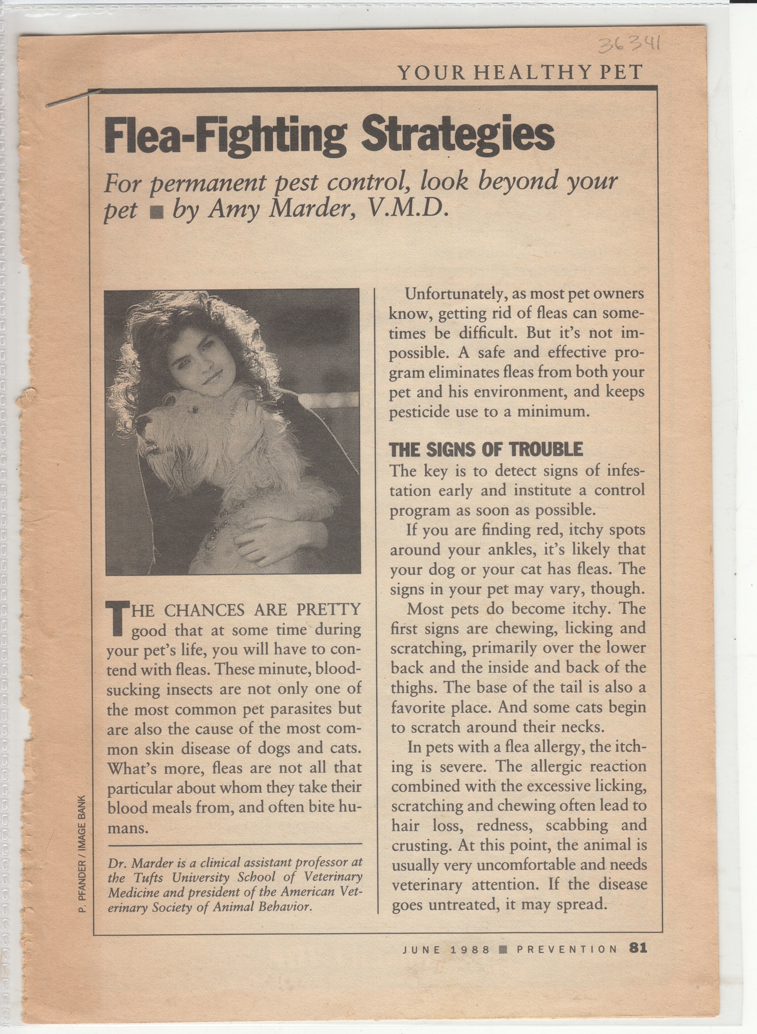 Flea Fighting Strategies