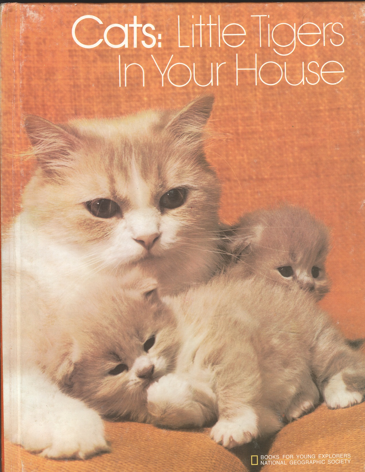 Cats: Little Tigers In Your House