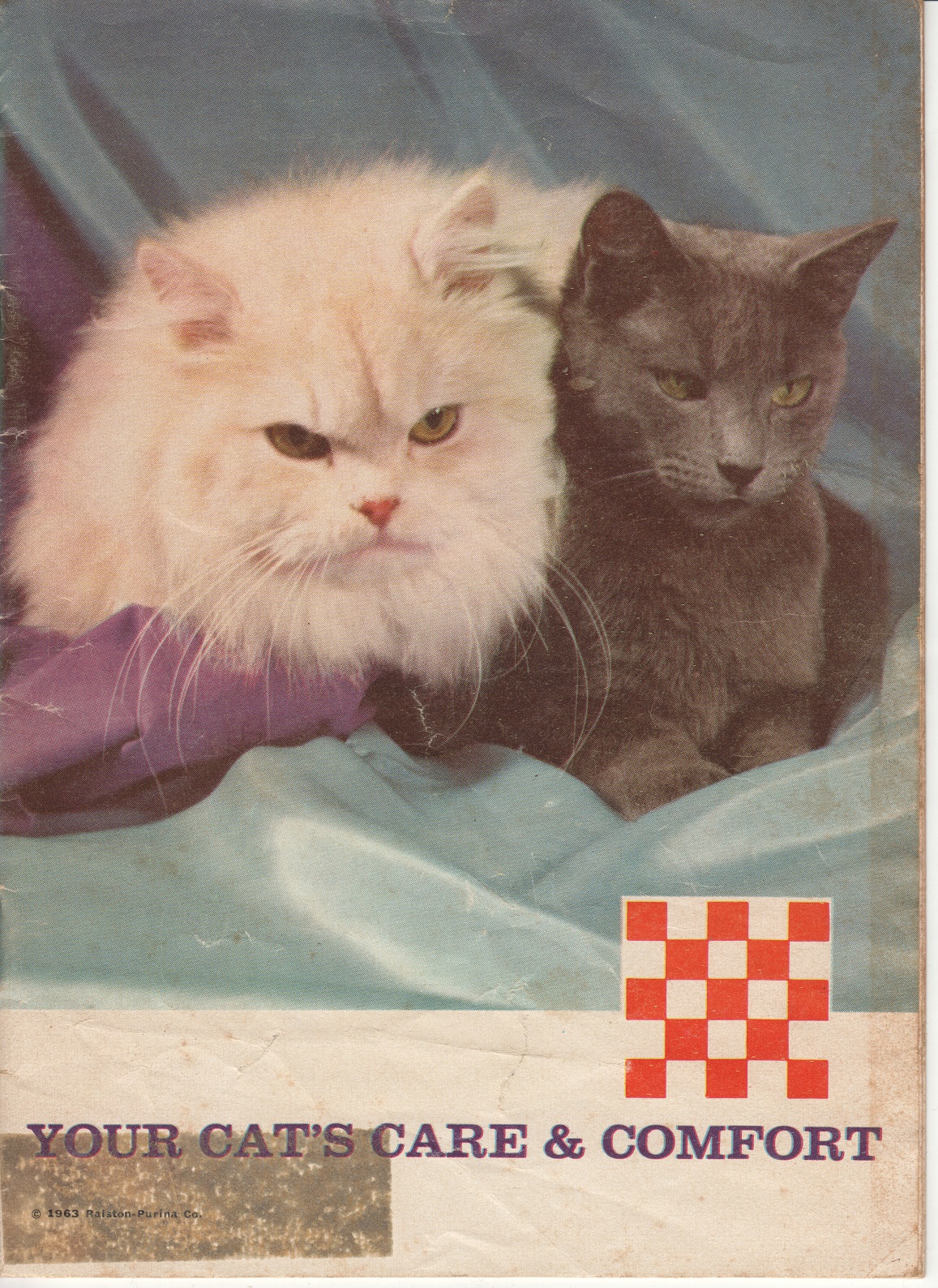 Your Cat's Care & Comfort