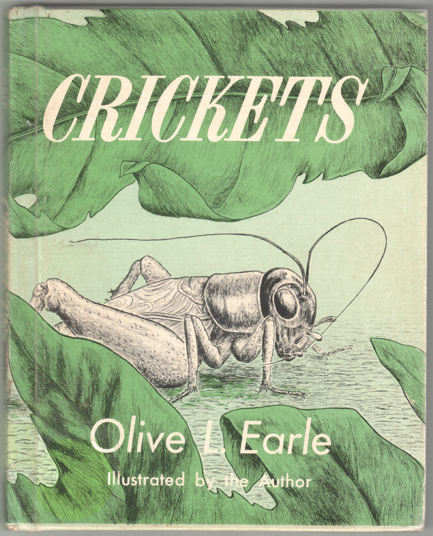 Crickets