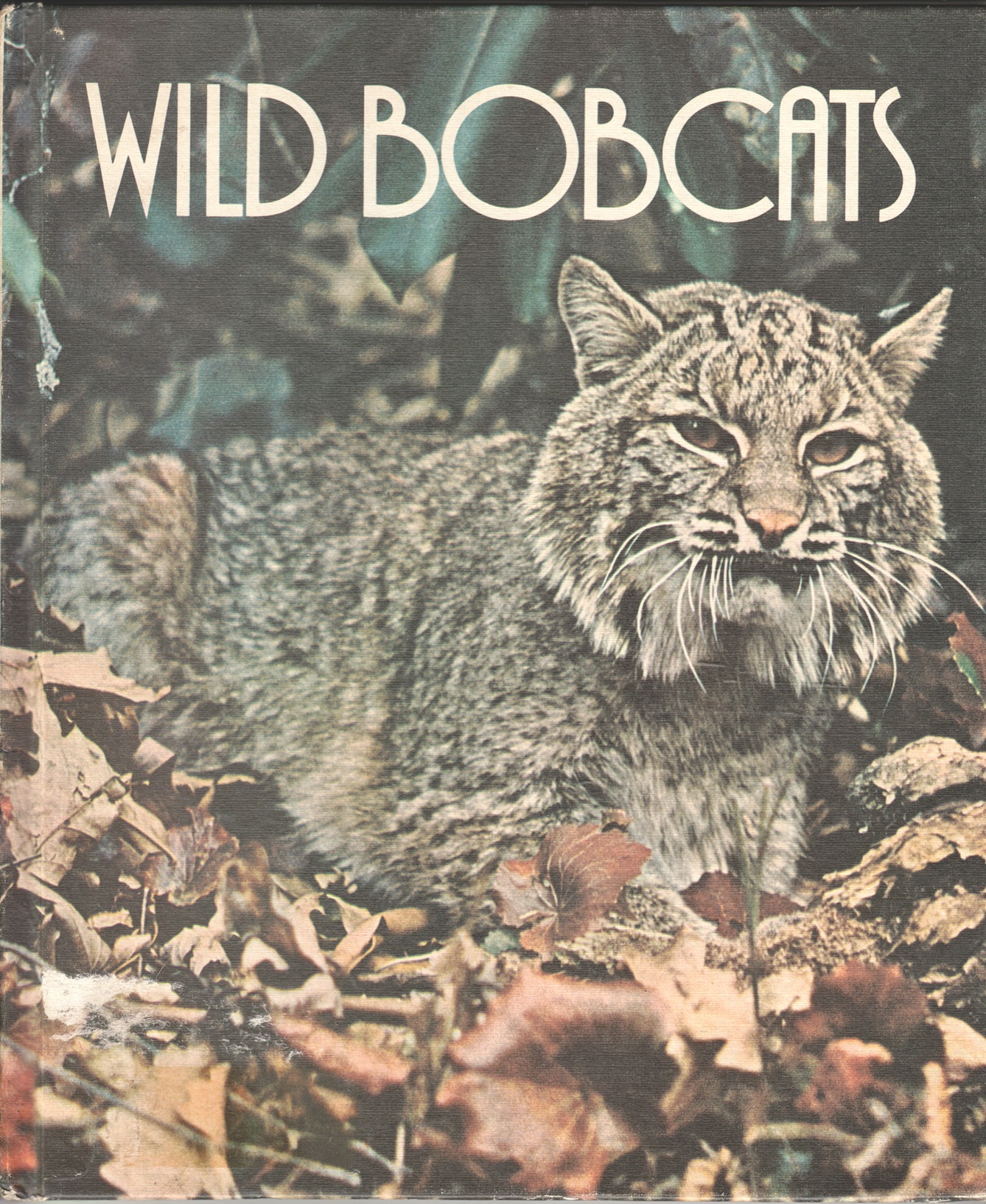 Wild Bobcats