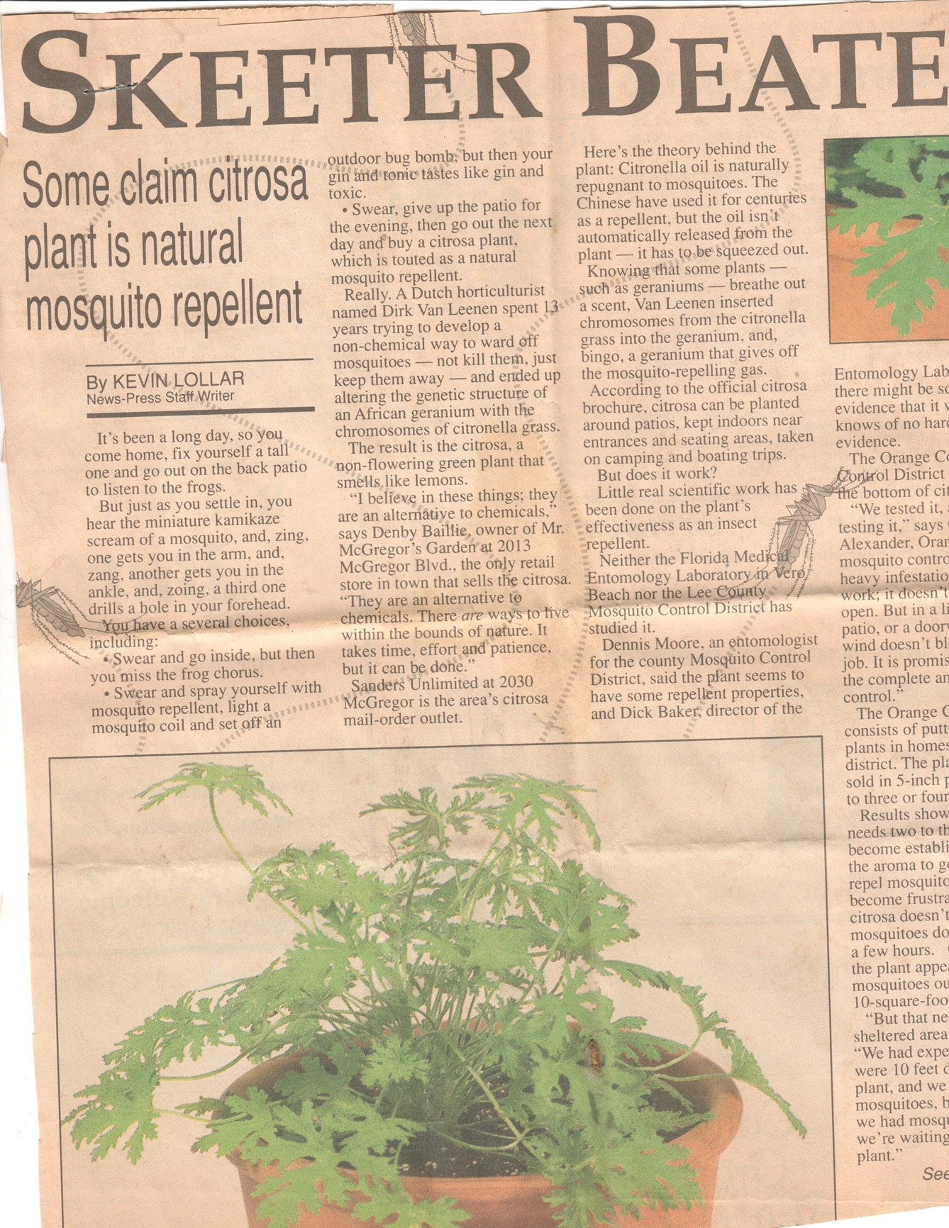 SKEETER BEATER Some claim citrosa plant is a natural mosquito repellent
