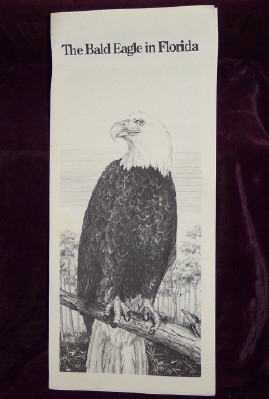 Image for The Bald Eagle in Florida